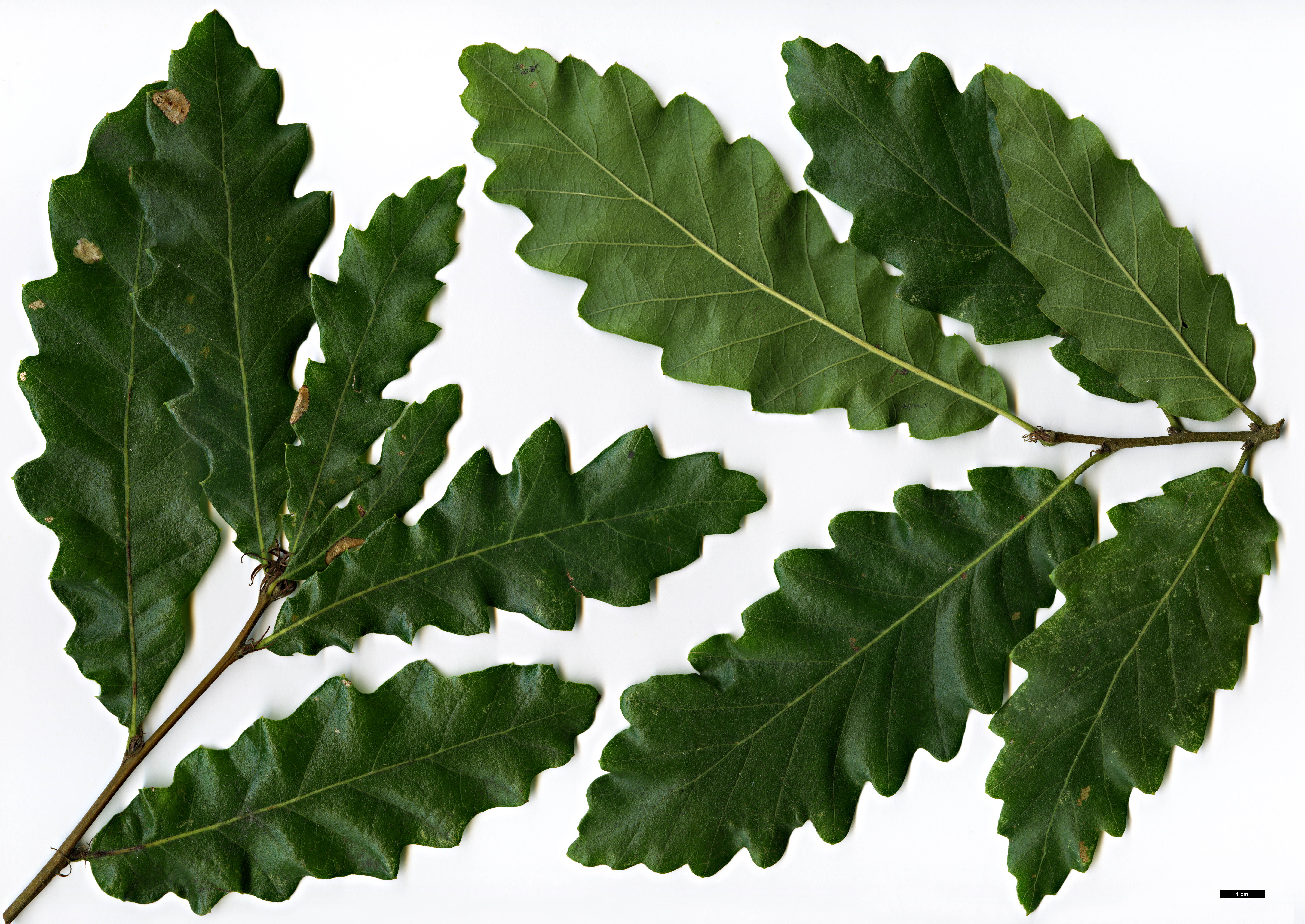 High resolution image: Family: Fagaceae - Genus: Quercus - Taxon: castaneifolia × Q.cerris
